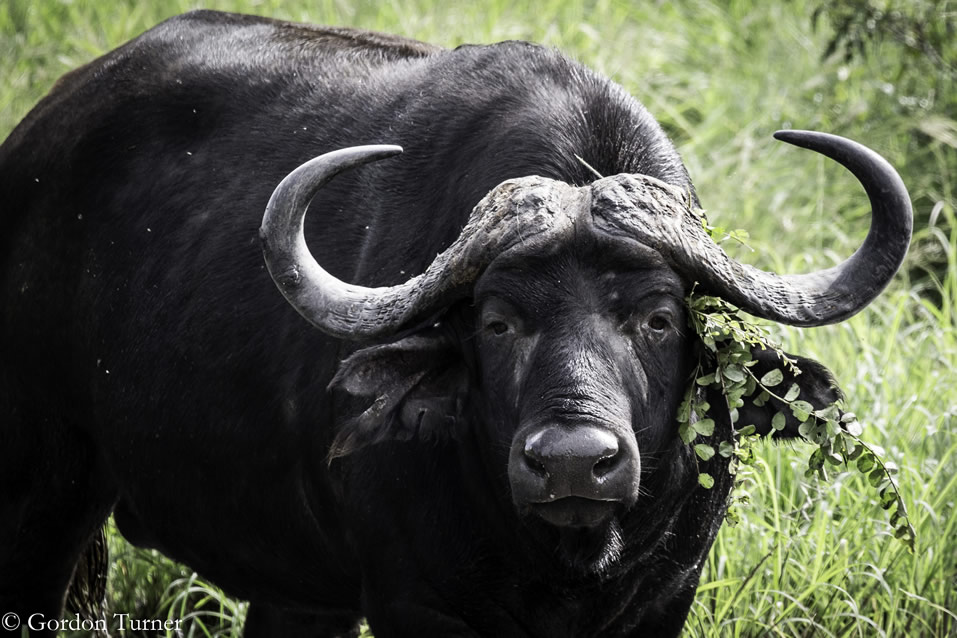 <h2>2020 South African Golf Cruise</h2>10 Nights | 4 Rounds | Cape Town – Cape Town | January 21 – 31